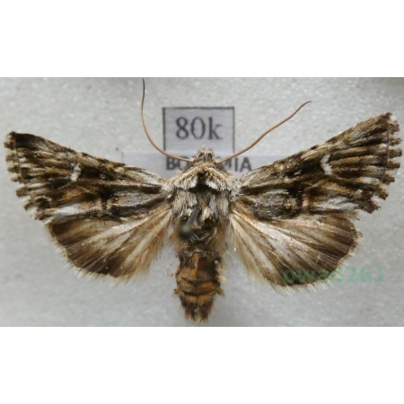 Calophasia lunula (Hufnagel, 1766) Nocena księżycówka Czech80k